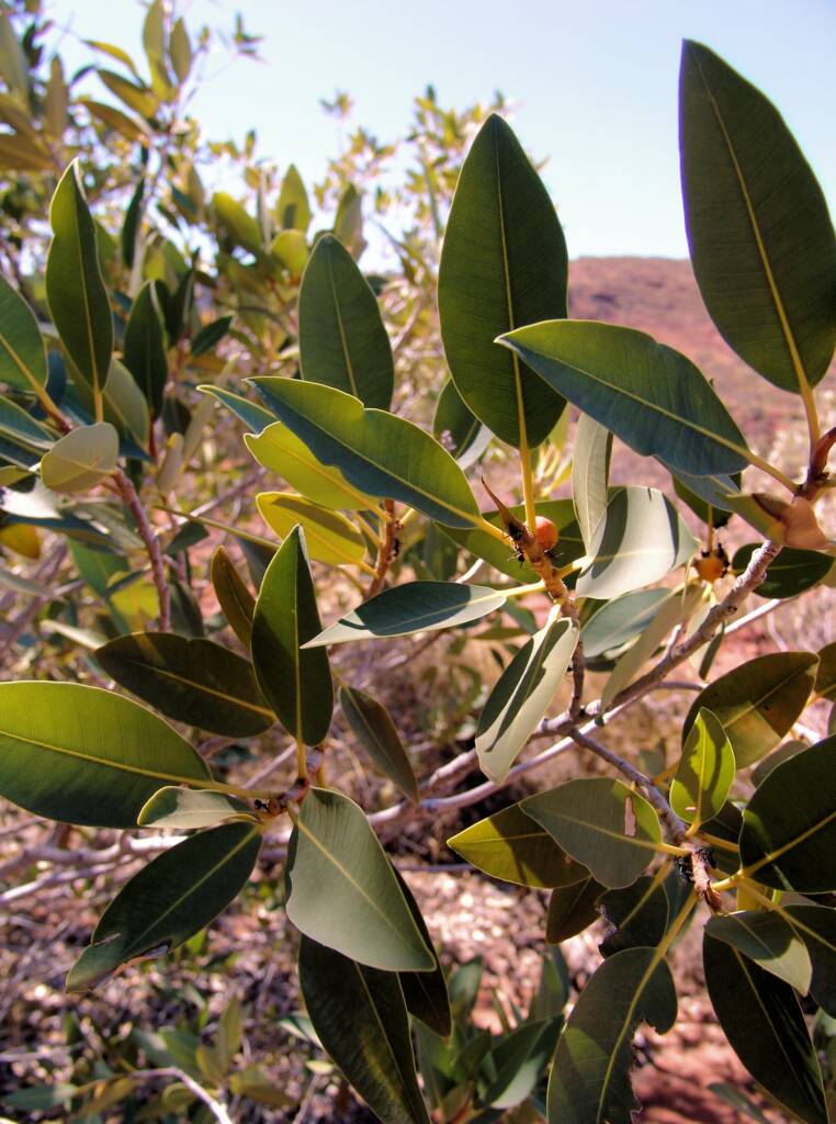 Native Fig (Ficus platypoda), Palm Valley, Finke Gorge National Park