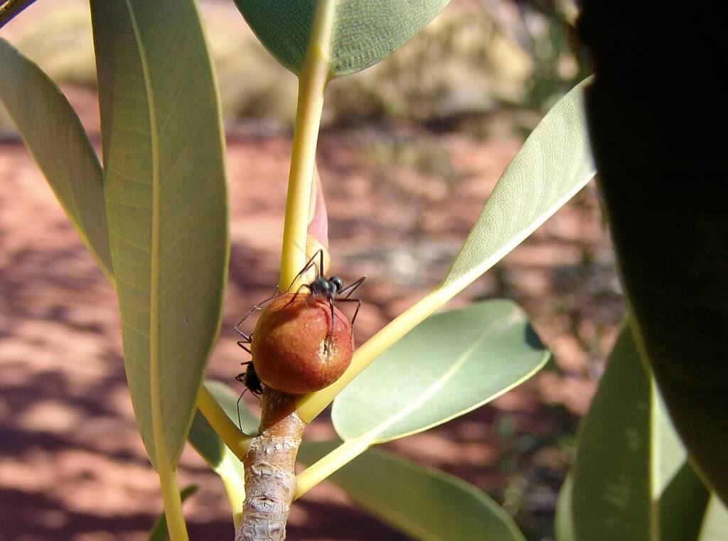 Native Fig (Ficus platypoda), Palm Valley, Finke Gorge National Park