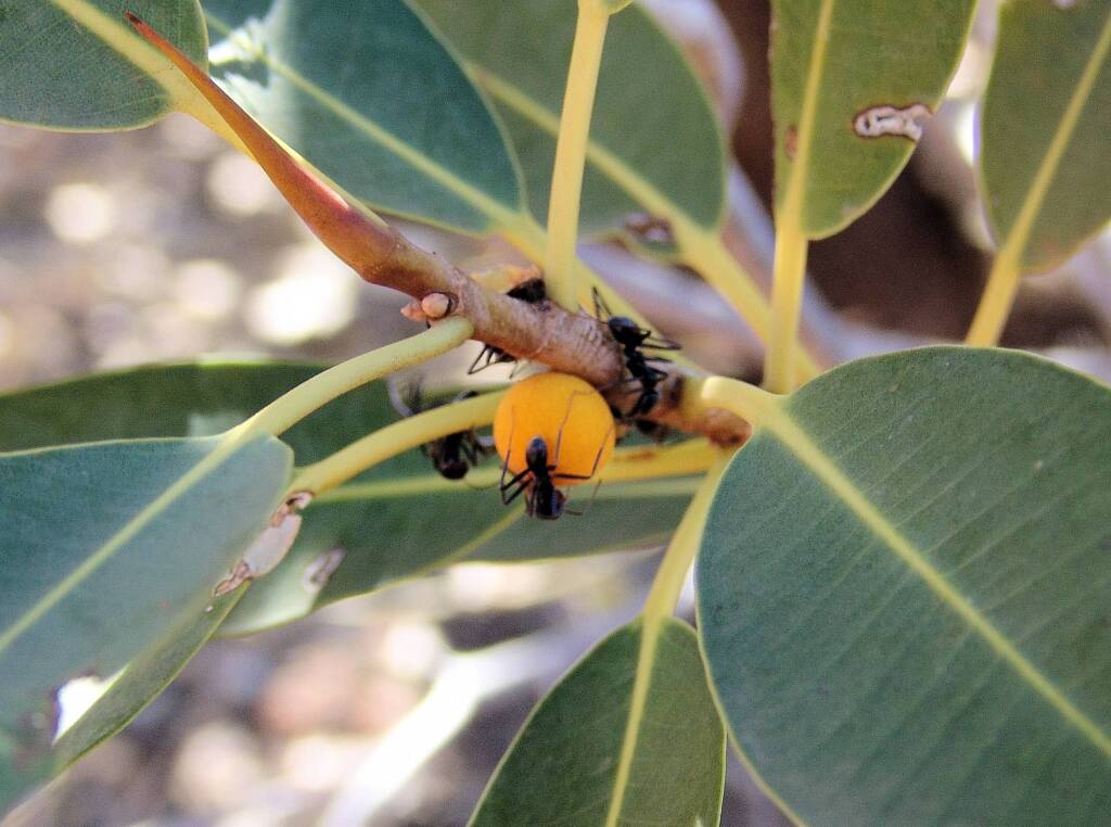 Native Fig (Ficus platypoda), Palm Valley, Finke Gorge National Park