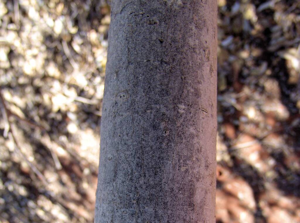 Trunk of the Native Fig, Palm Valley, Finke Gorge National Park