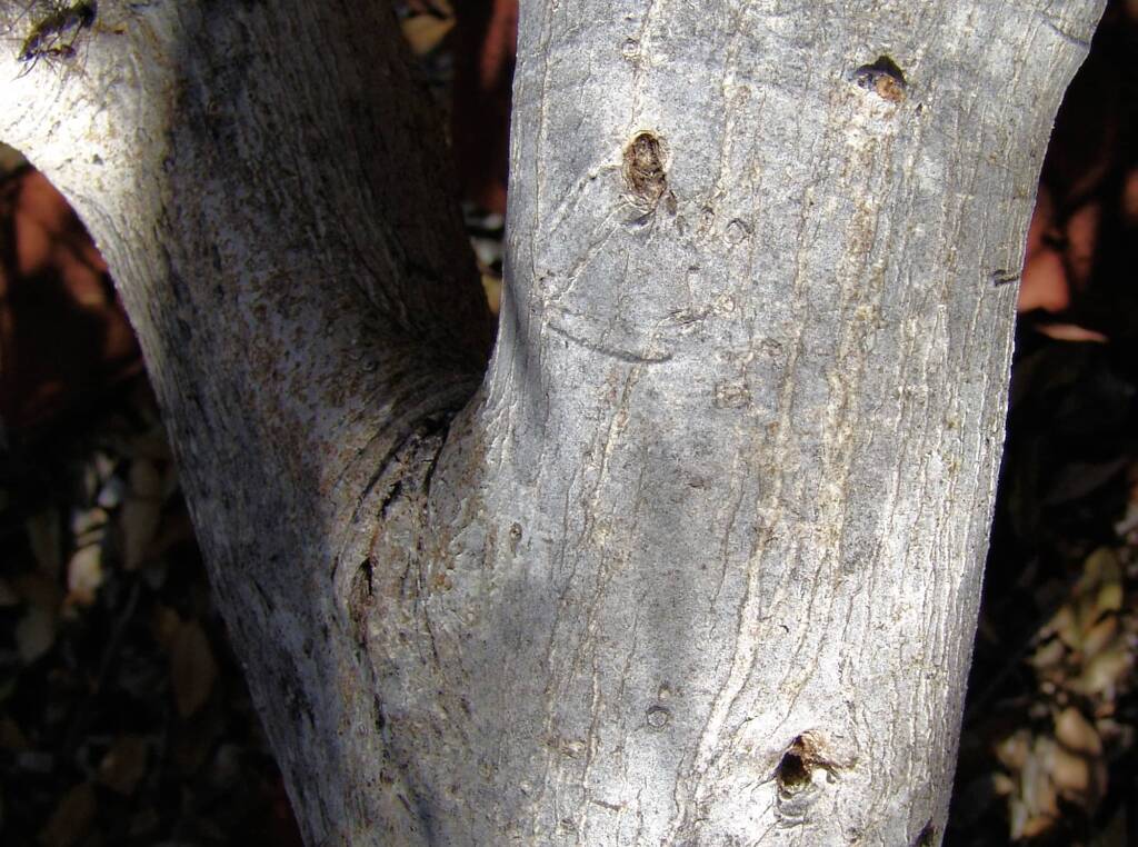 Trunk of the Native Fig, Palm Valley, Finke Gorge National Park