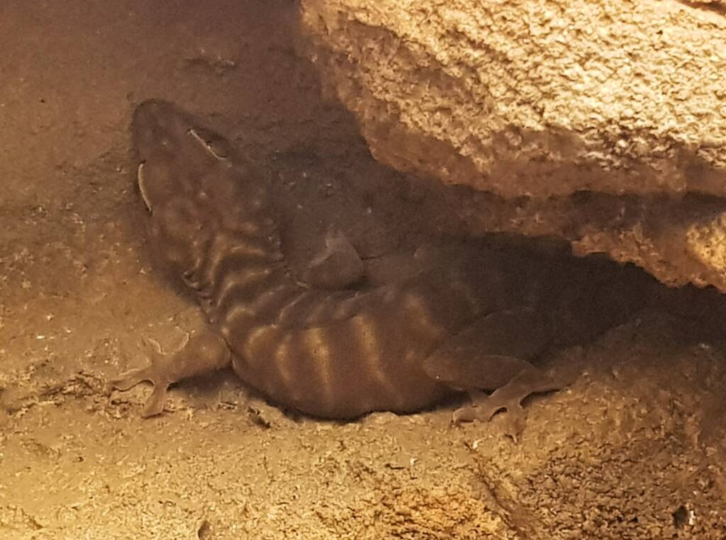 Northern Giant Cave Gecko (Pseudothecadactylus lindneri), Alice Springs Reptile Centre