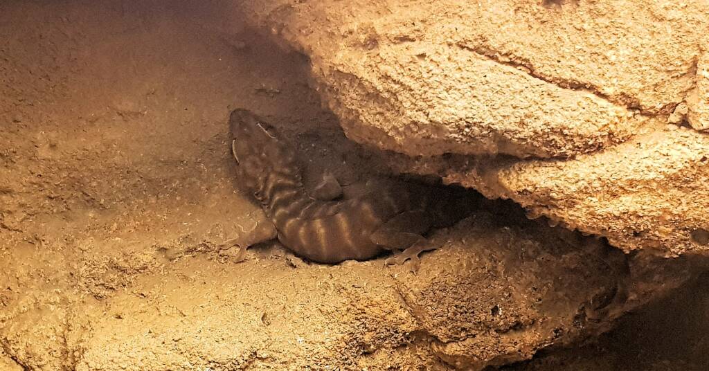Northern Giant Cave Gecko (Pseudothecadactylus lindneri), Alice Springs Reptile Centre