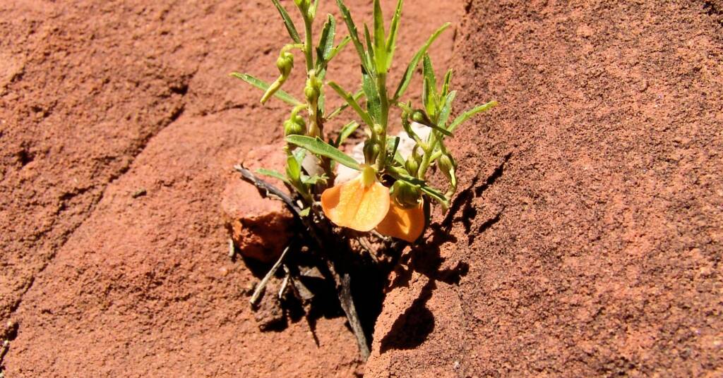Orange Spade Flower (Hybanthus aurantiacus), Palm Valley