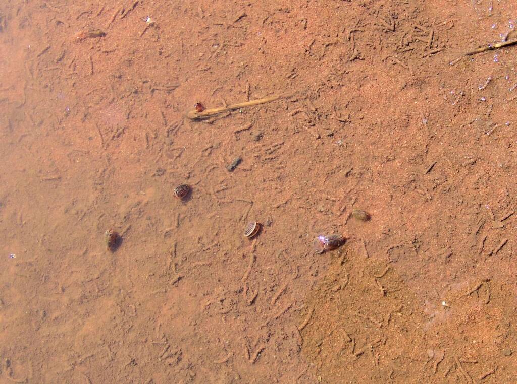 Clam Shrimp, Palm Valley