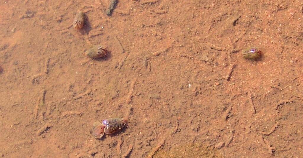 Clam Shrimp, Palm Valley