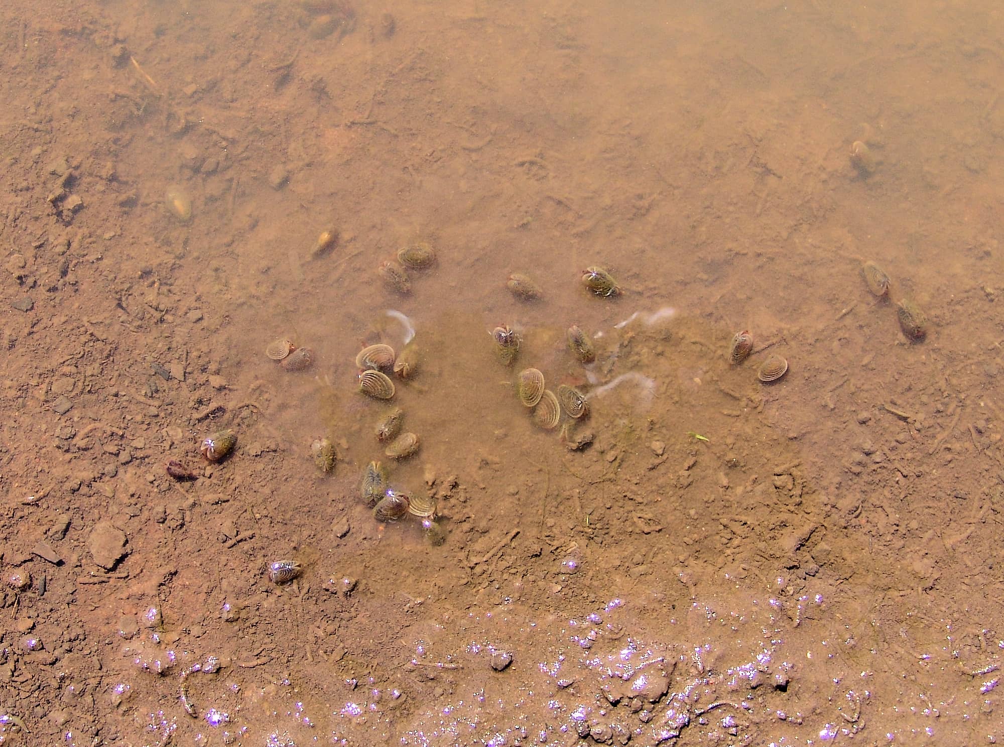 Clam Shrimp, Palm Valley