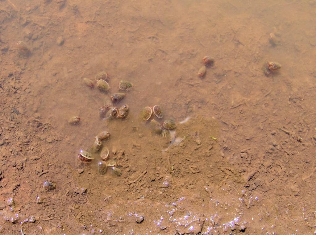 Clam Shrimp, Palm Valley
