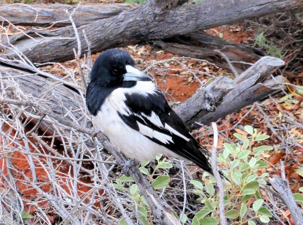 Pied Butcherbird (Cracticus nigrogularis), Palm Valley