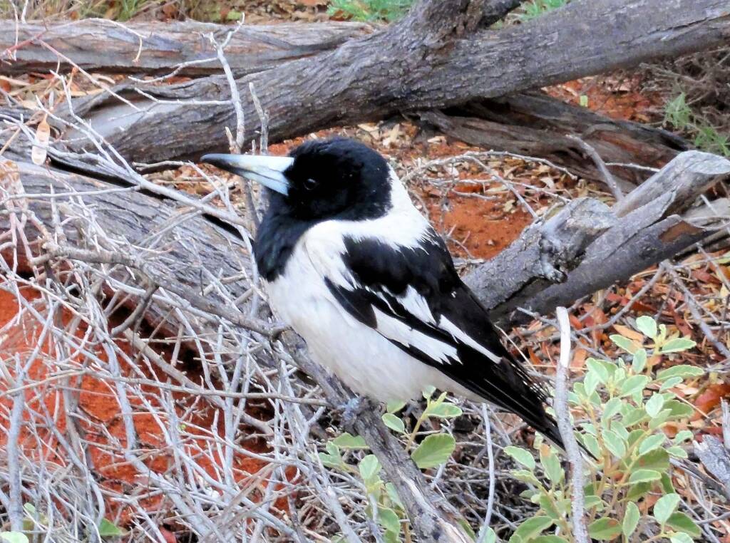 Pied Butcherbird (Cracticus nigrogularis), Palm Valley