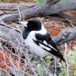 Pied Butcherbird (Cracticus nigrogularis), Palm Valley