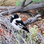 Pied Butcherbird (Cracticus nigrogularis), Palm Valley