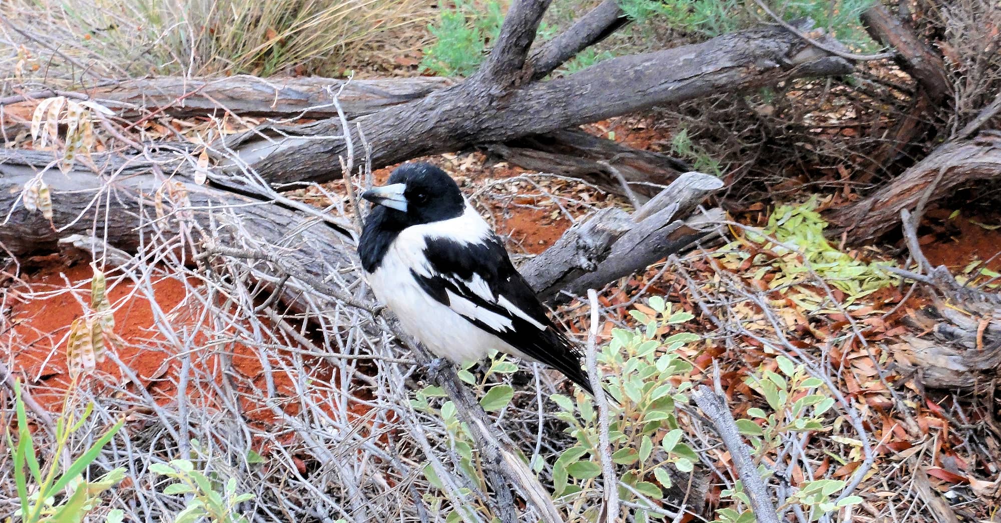 Pied Butcherbird (Cracticus nigrogularis), Palm Valley