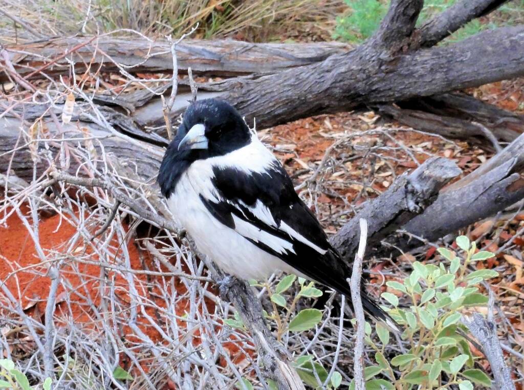 Pied Butcherbird (Cracticus nigrogularis), Palm Valley