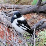 Pied Butcherbird (Cracticus nigrogularis), Palm Valley