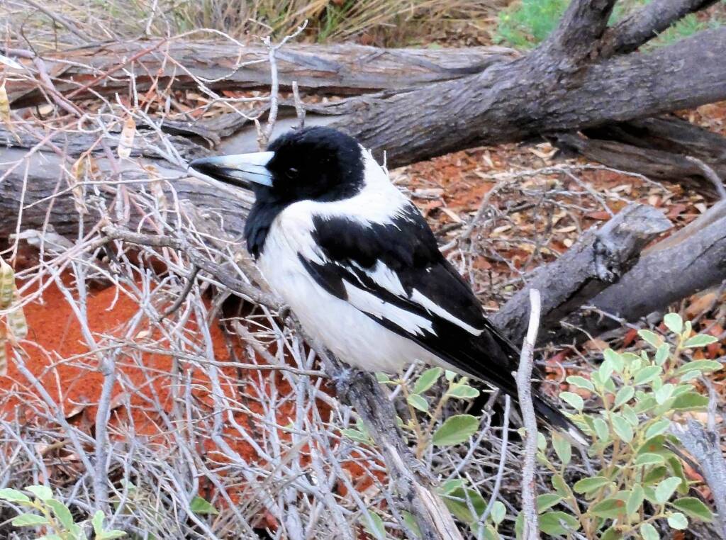 Pied Butcherbird (Cracticus nigrogularis), Palm Valley