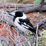 Pied Butcherbird (Cracticus nigrogularis), Palm Valley