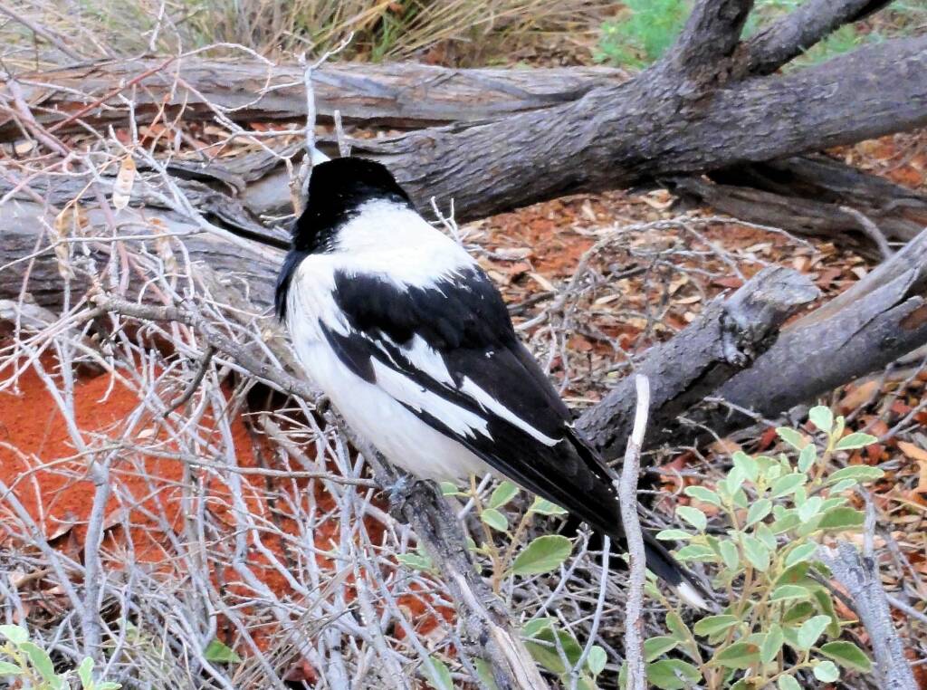 Pied Butcherbird (Cracticus nigrogularis), Palm Valley