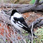 Pied Butcherbird (Cracticus nigrogularis), Palm Valley