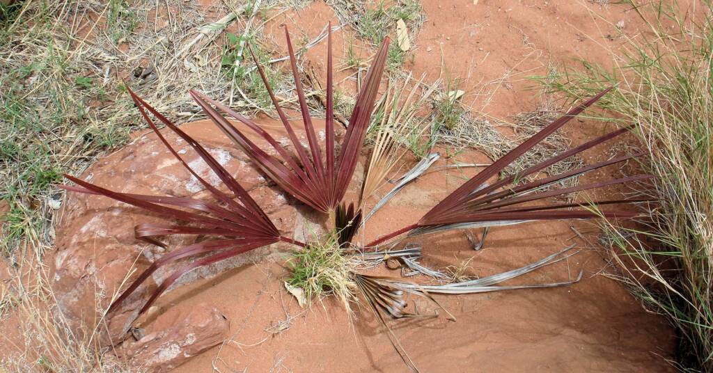 Red Cabbage Palm (Livistona mariae), Palm Valley