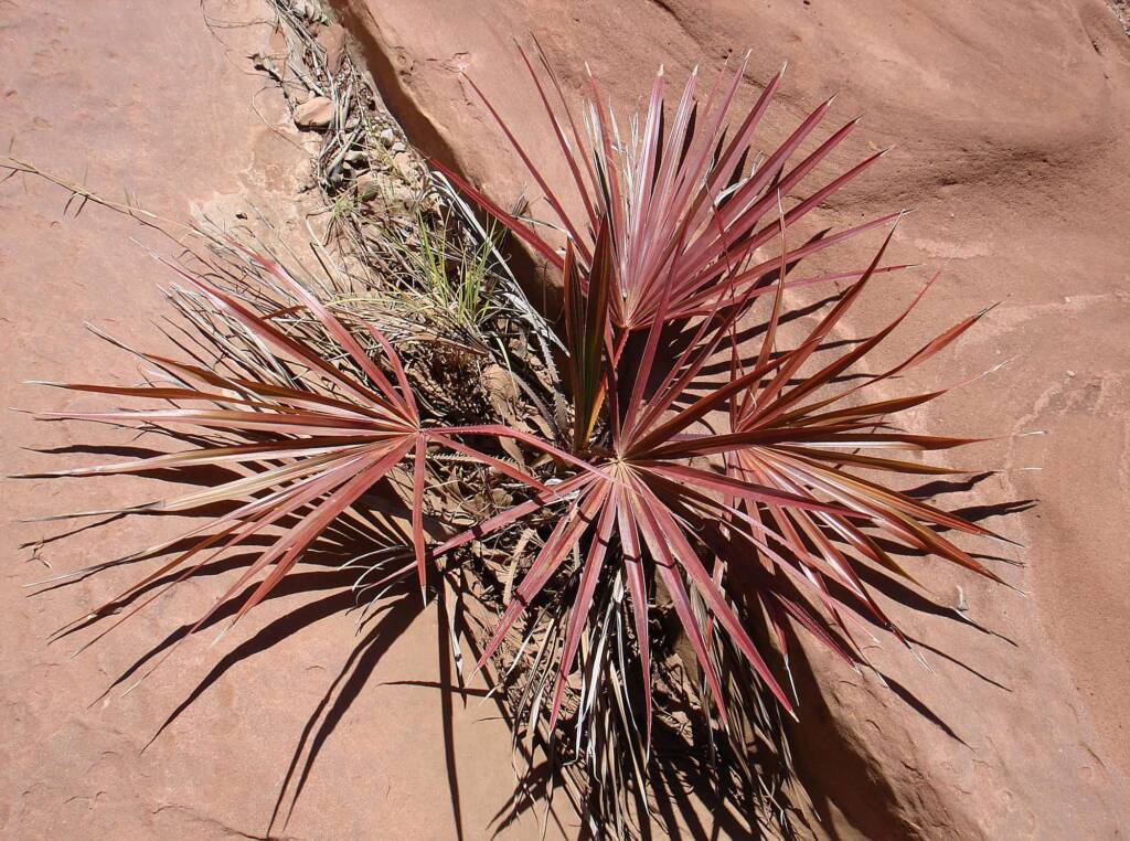 Red Cabbage Palm (Livistona mariae), Palm Valley