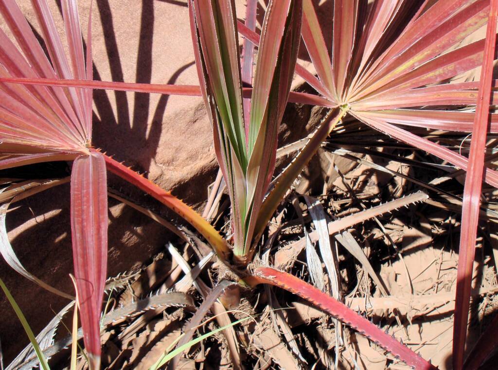 Red Cabbage Palm (Livistona mariae), Palm Valley