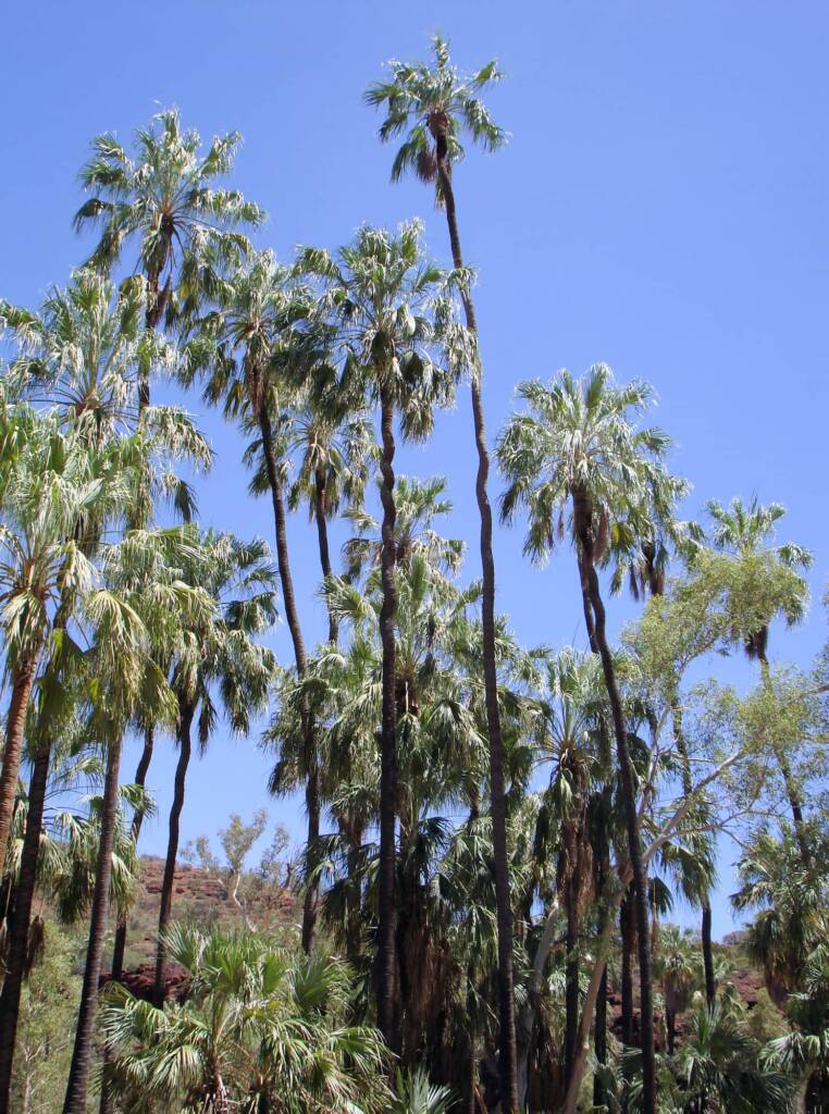Red Cabbage Palm (Livistona mariae), Palm Valley