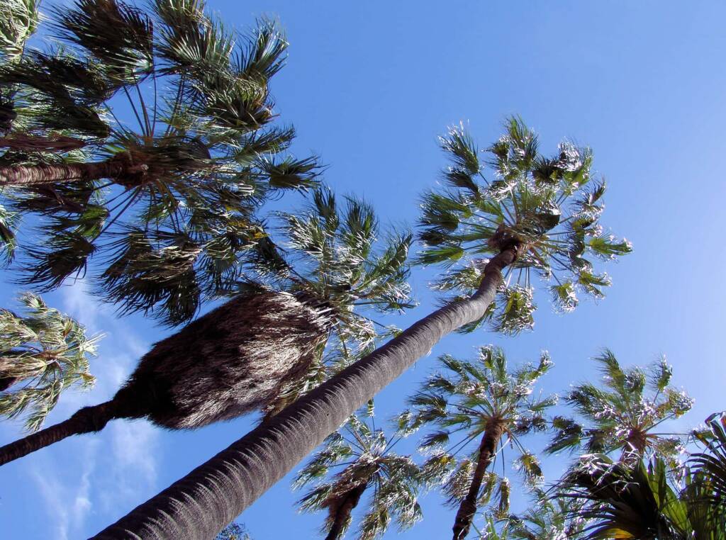 Red Cabbage Palm (Livistona mariae), Palm Valley