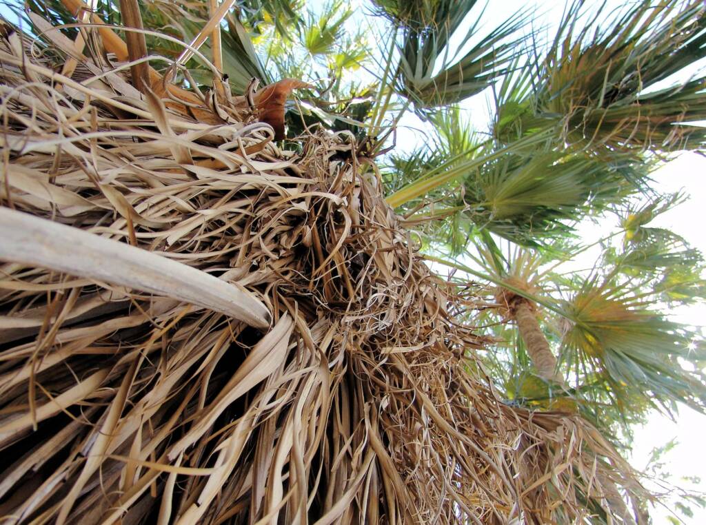 Red Cabbage Palm (Livistona mariae), Palm Valley