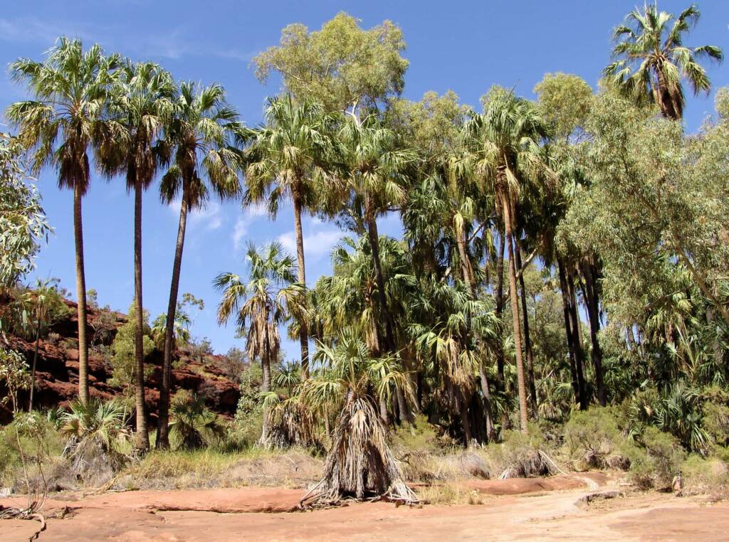 Red Cabbage Palm (Livistona mariae), Palm Valley