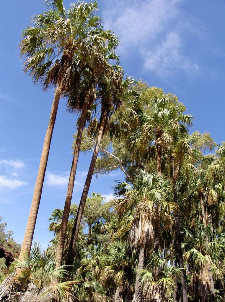 Red Cabbage Palm (Livistona mariae), Palm Valley
