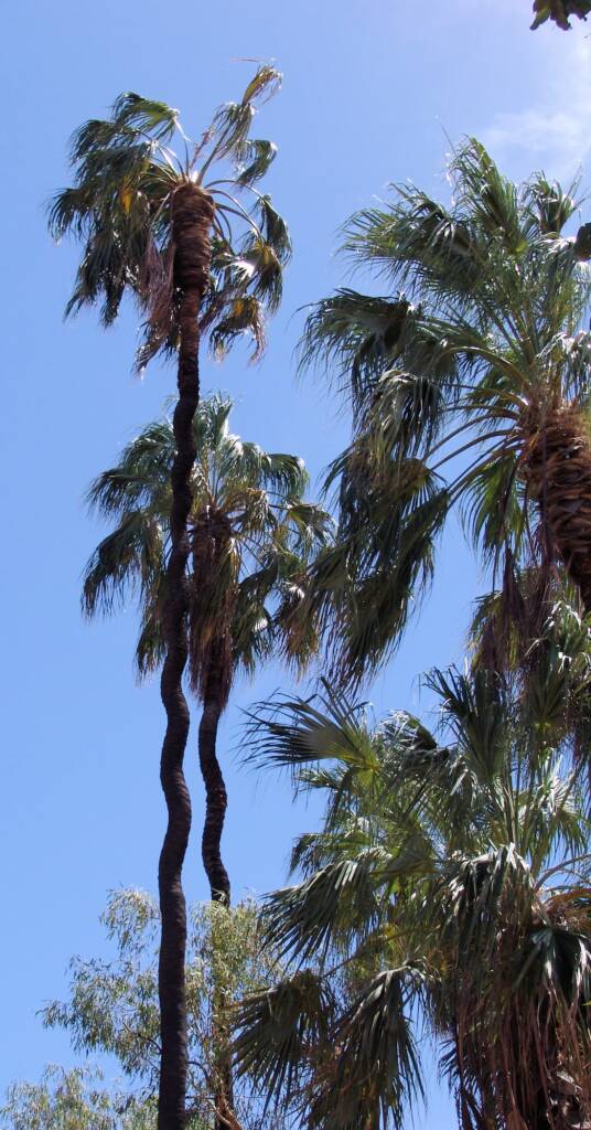 Red Cabbage Palm (Livistona mariae), Palm Valley