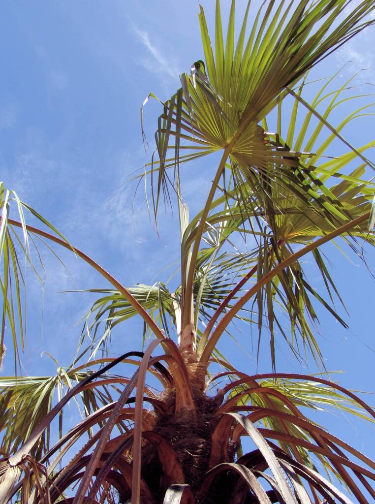Red Cabbage Palm (Livistona mariae), Palm Valley
