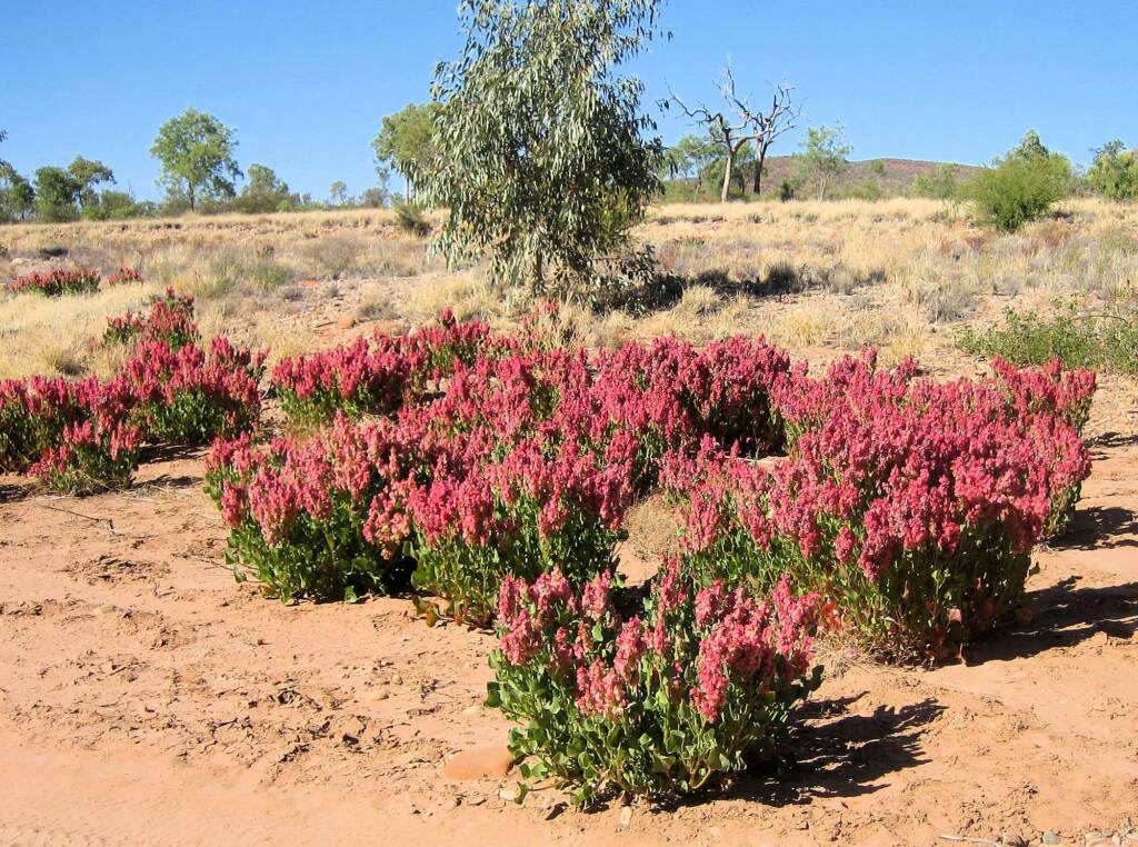 Rosy Dock (Rumex vesicarius), Finke Gorge National Park