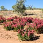 Rosy Dock (Rumex vesicarius), Finke Gorge National Park