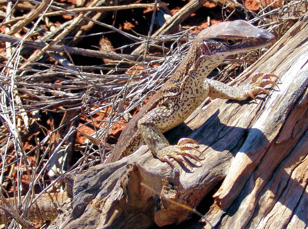 Sand Goanna (Varanus gouldii), Finke Gorge National Park