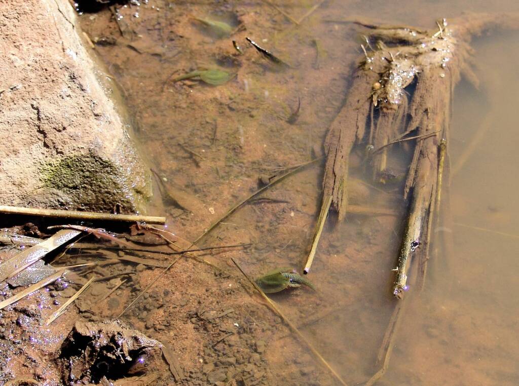 Shield Shrimp (Triops australiensis), Palm Valley