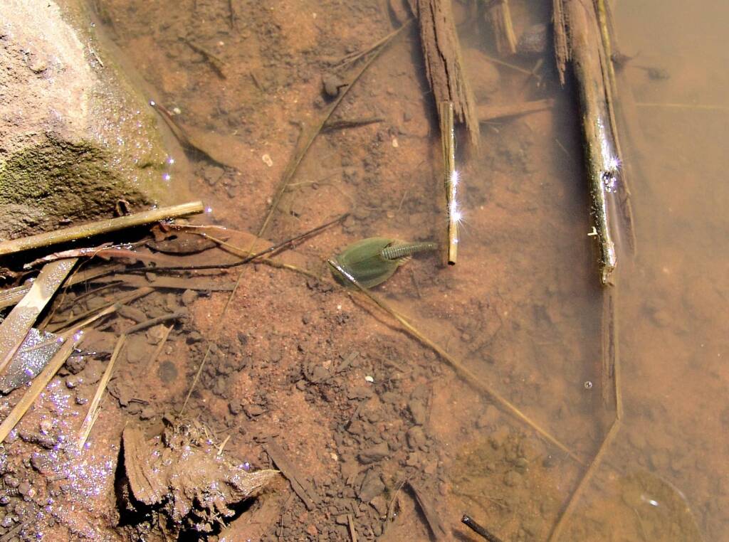 Shield Shrimp (Triops australiensis), Palm Valley