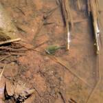 Shield Shrimp (Triops australiensis), Palm Valley