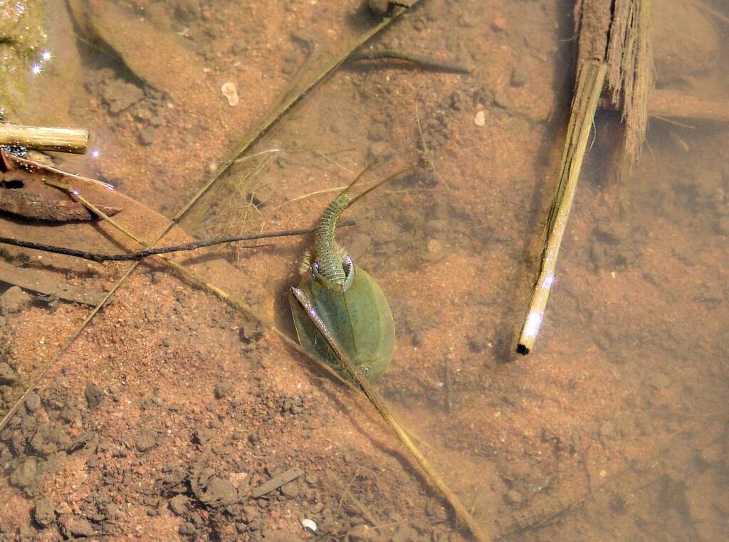Shield Shrimp (Triops australiensis), Palm Valley