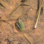 Shield Shrimp (Triops australiensis), Palm Valley
