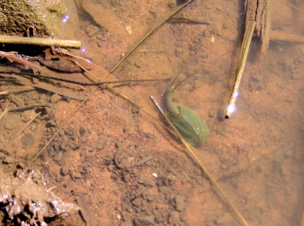 Shield Shrimp (Triops australiensis), Palm Valley