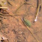 Shield Shrimp (Triops australiensis), Palm Valley