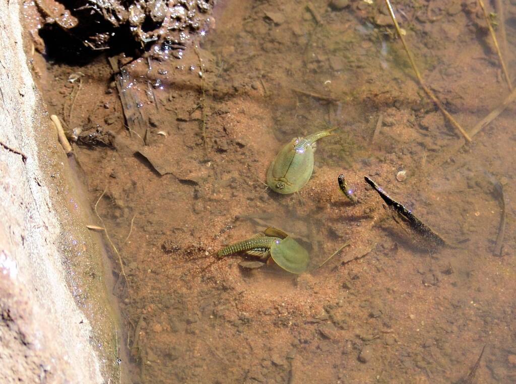 Shield Shrimp (Triops australiensis), Palm Valley
