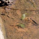 Shield Shrimp (Triops australiensis), Palm Valley