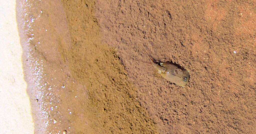 Shield Shrimp (Triops australiensis), Finke Gorge National Park