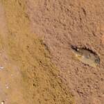 Shield Shrimp (Triops australiensis), Finke Gorge National Park