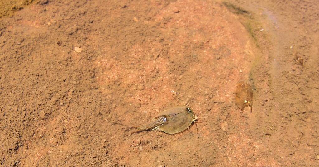 Shield Shrimp (Triops australiensis), Finke Gorge National Park