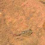 Shield Shrimp (Triops australiensis), Finke Gorge National Park