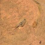 Shield Shrimp (Triops australiensis), Finke Gorge National Park